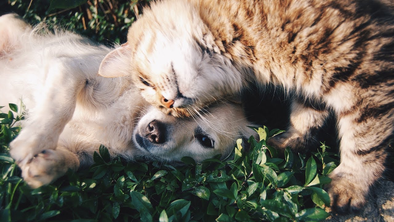 Pet Day, anche Google celebra gli amati pelosetti con l’app Foto thumbnail