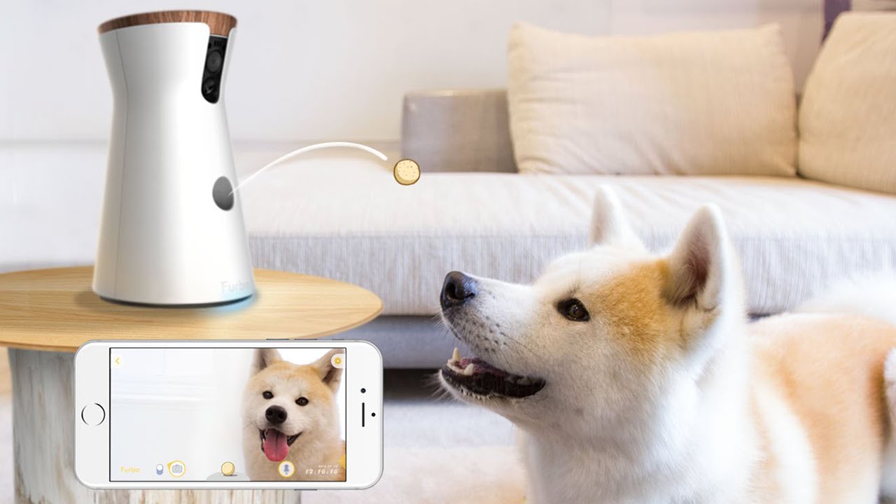 Cani e gatti: i 5 migliori prodotti tech per gli amici a quattro zampe thumbnail