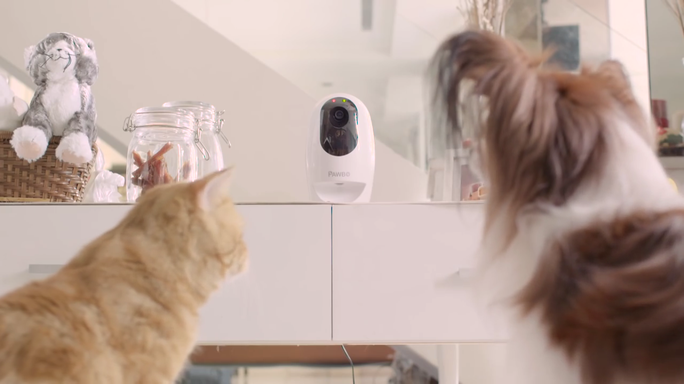 Accessori smart per animali domestici: come avete fatto a vivere senza? thumbnail
