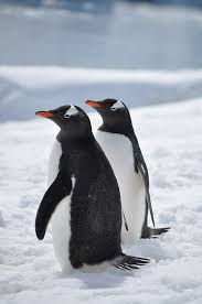 pinguini antartide