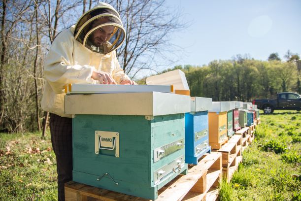 Actimel di Danone salva le api, insieme alla startup 3Bee thumbnail