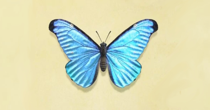 Farfalla Morfo Blu animal crossing new horizons