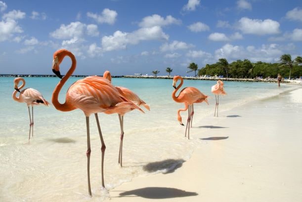 Aruba riapre le frontiere: a luglio potremmo andarci in vacanza thumbnail