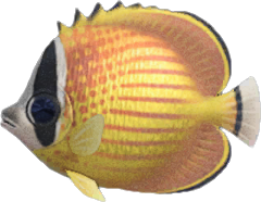 Pesce Farfalla Animal Crossing New Horizons