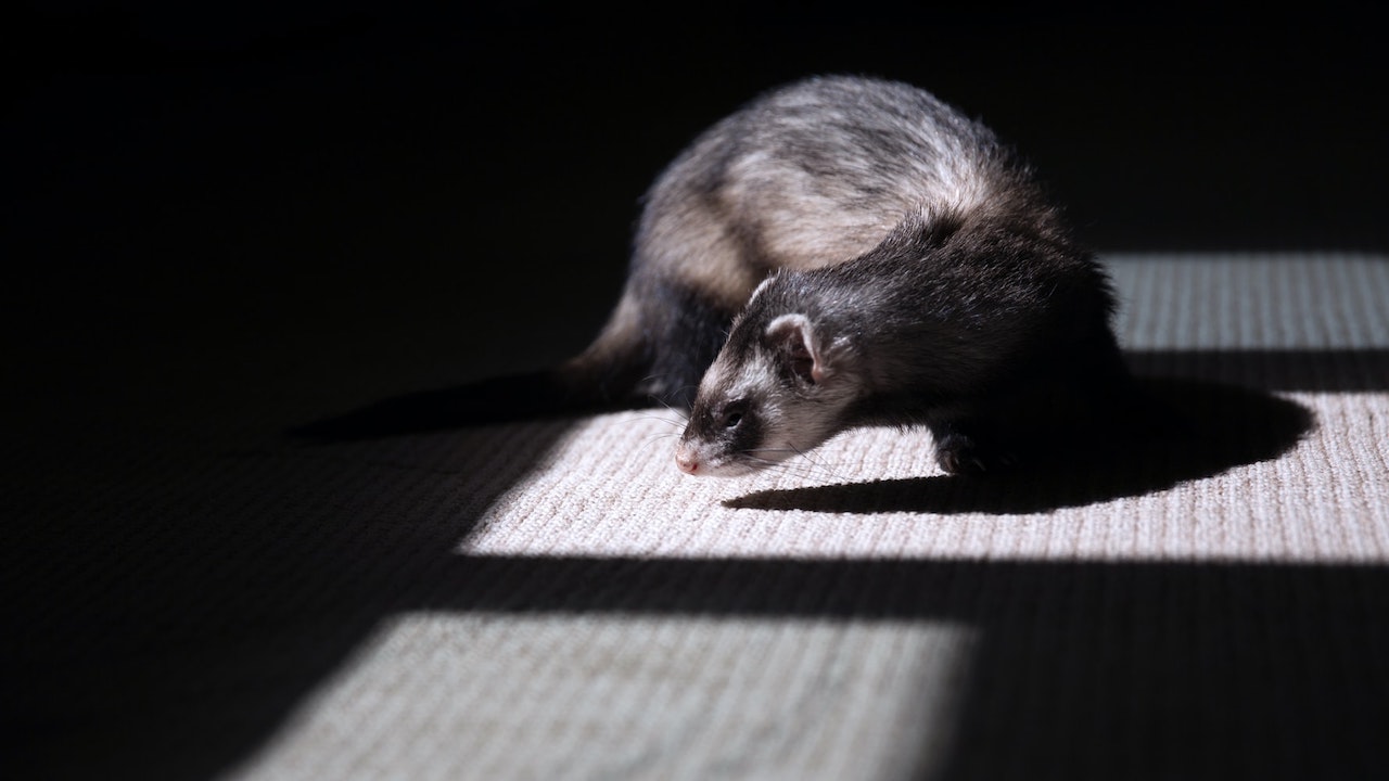 Stati Uniti, il furetto diventa la prima specie a rischio di estinzione a essere clonata thumbnail