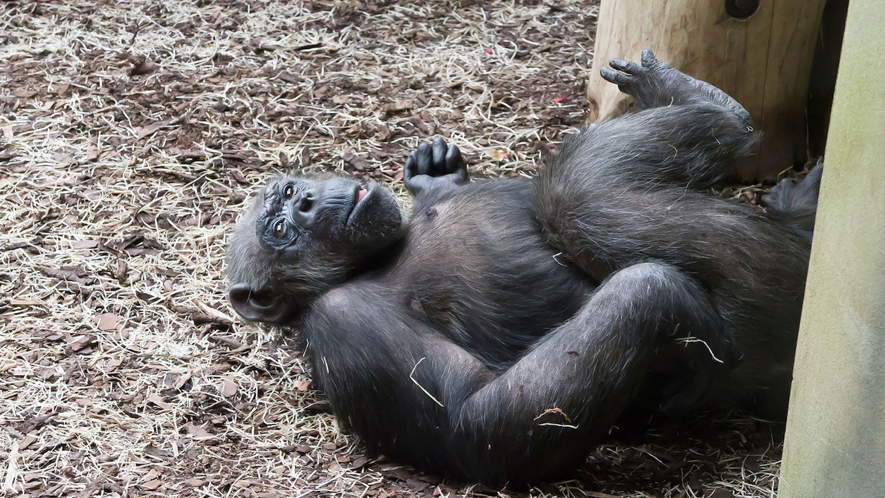 Gli scimpanzè degli zoo della Repubblica Ceca amano Zoom Meeting thumbnail