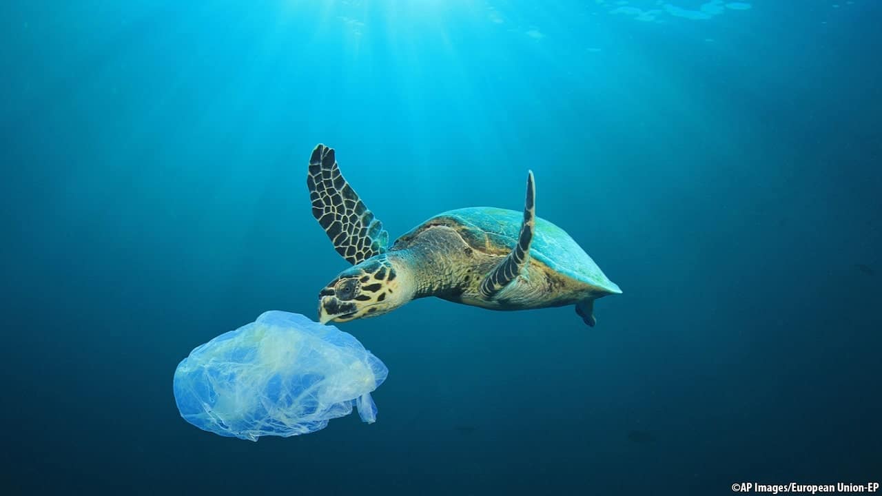 Inquinamento degli oceani: la plastica che dal mare arriva nei bicchieri thumbnail