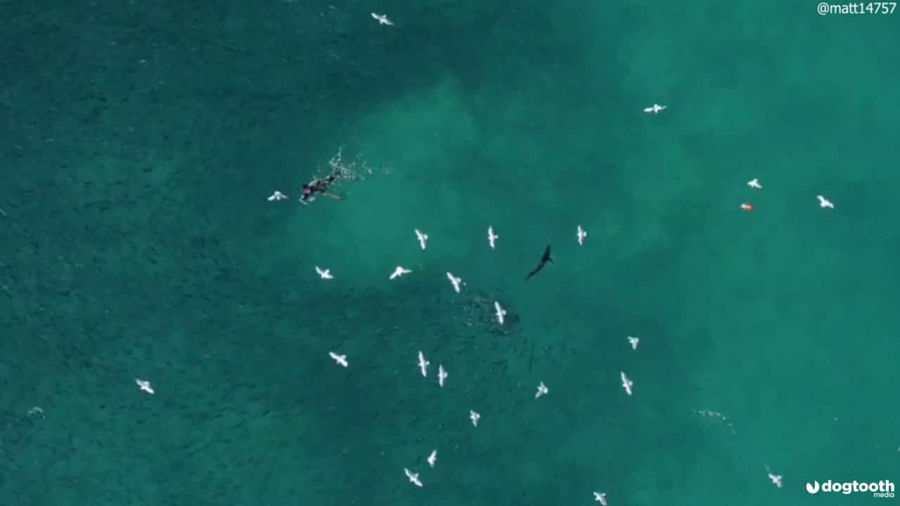 Un drone salva un pescatore dall'attacco di uno squalo thumbnail