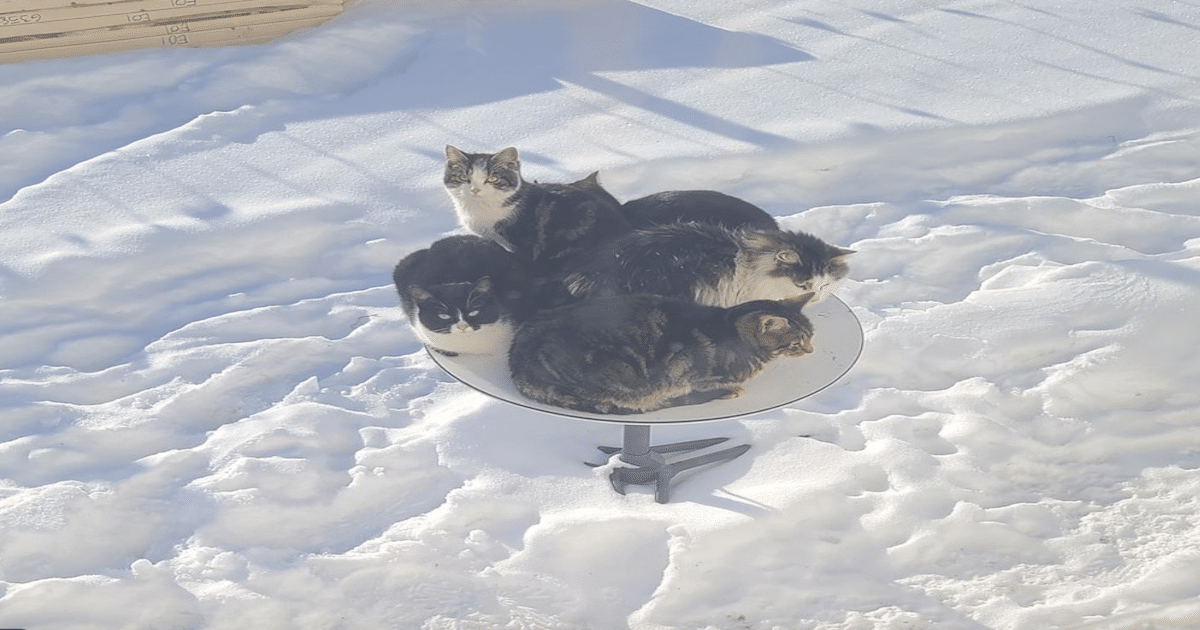 starlink-dishes-cats.png