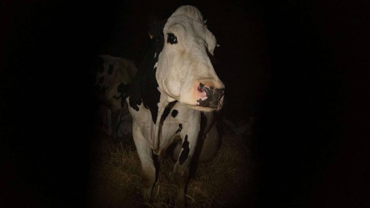 Cow: il doloroso documentario animalista di Andrea Arnold thumbnail
