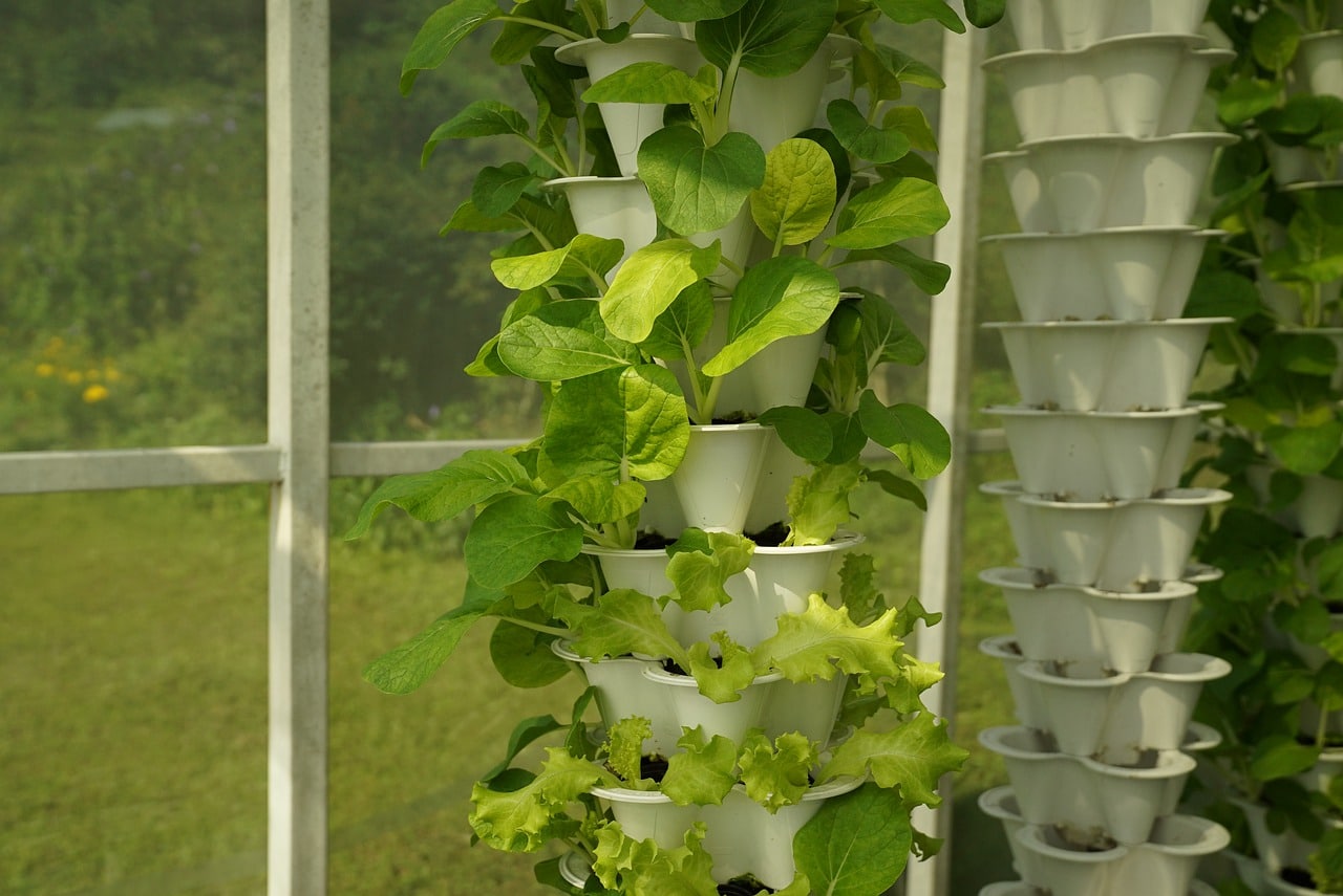 Colture idroponiche: la coltivazione è direttamente sul balcone di casa thumbnail