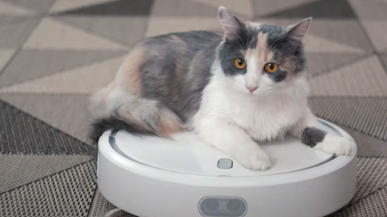 Nella Mente di un Gatto: il documentario Netflix che indaga la psicologia felina thumbnail