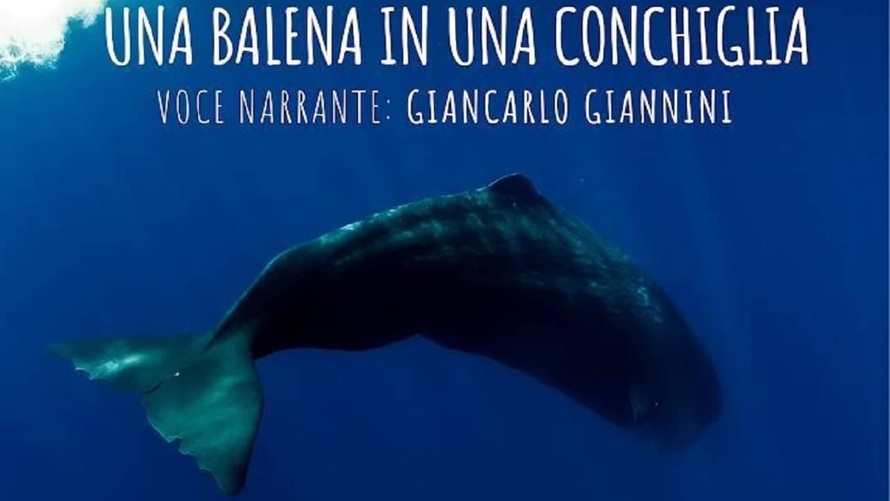Il cortometraggio Una Balena in una conchiglia debutta oggi a Venezia thumbnail