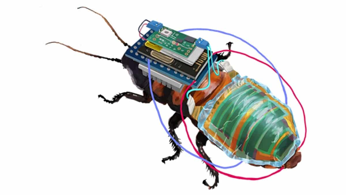Uno scarafaggio cyborg, con ricarica solare e controllo da remoto thumbnail