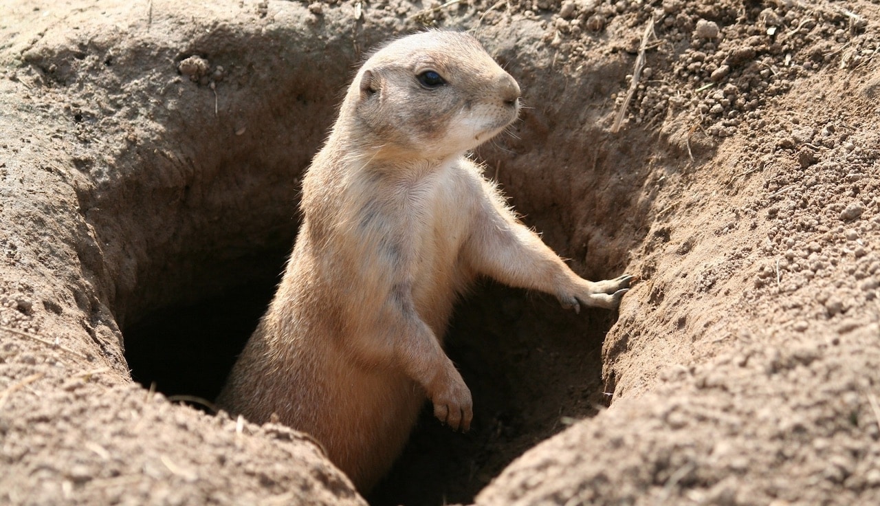 Oggi, 2 febbraio, è il Giorno della marmotta thumbnail