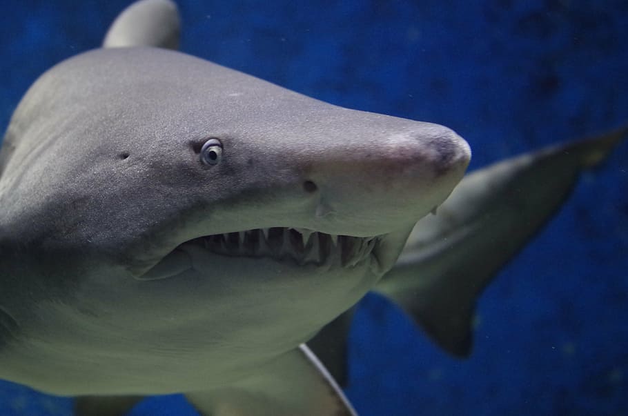 shark animal hazard teeth