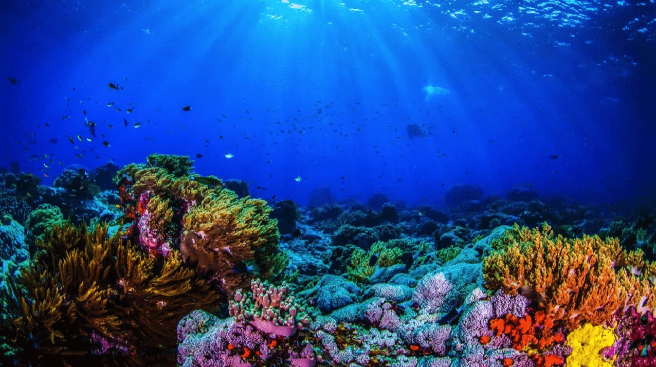 Oggi si celebra la Giornata mondiale degli oceani thumbnail