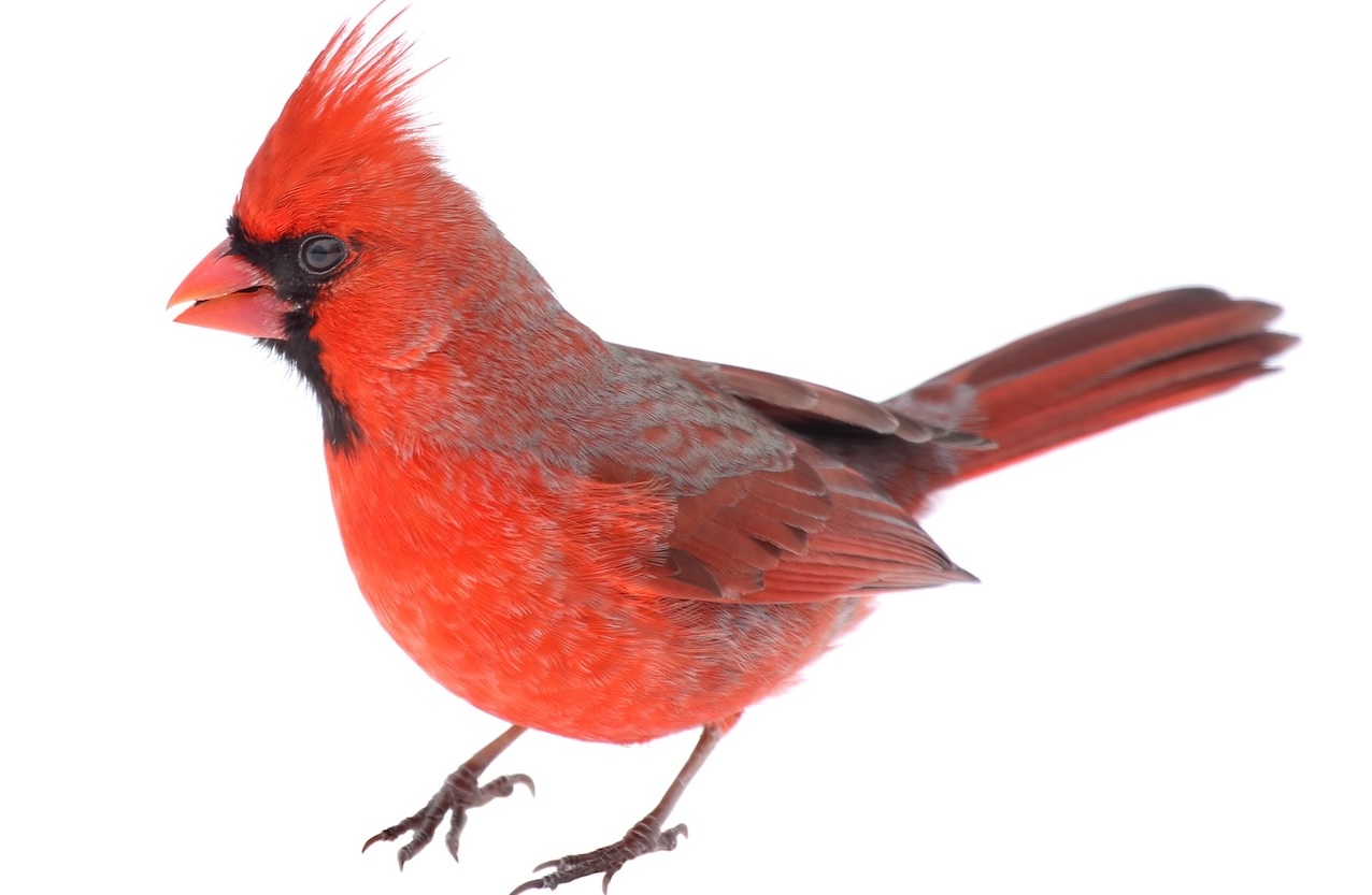 La fotografia dell’uccello “cardinale di Natale”. La bufala della settimana thumbnail