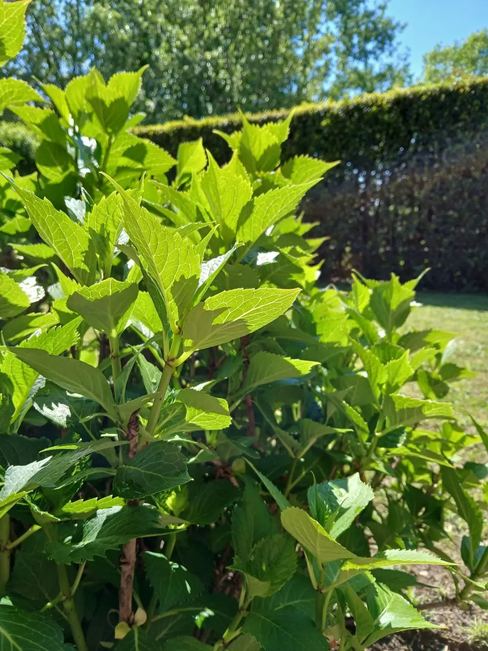 Cespuglio in un giardino