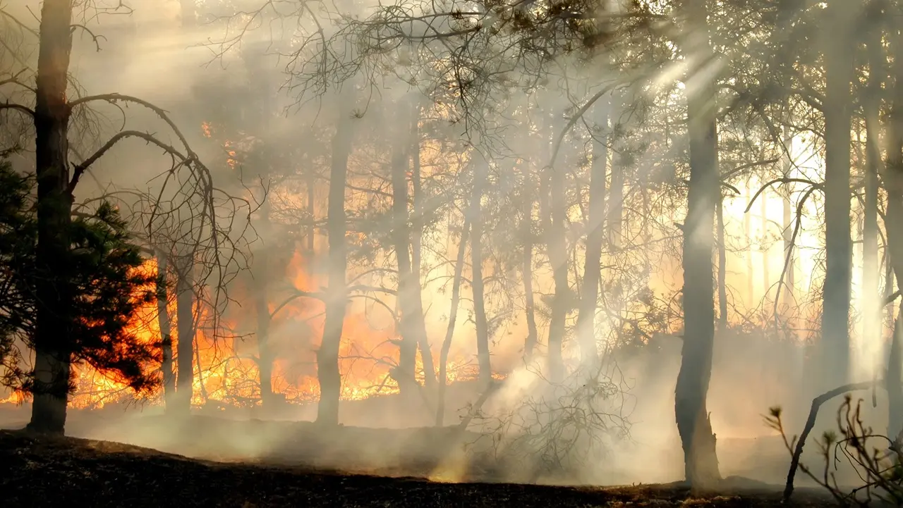 Google avvisa se ci sono incendi su Maps e Ricerca (usando satelliti e AI) thumbnail