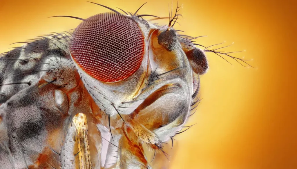 mosca mappatura cervello